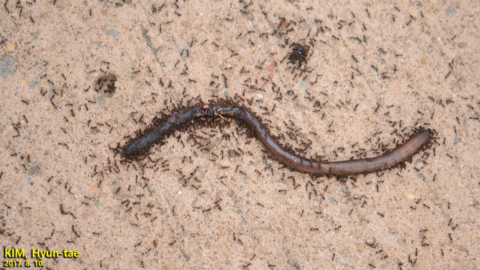 Image of Japanese Pavement Ant