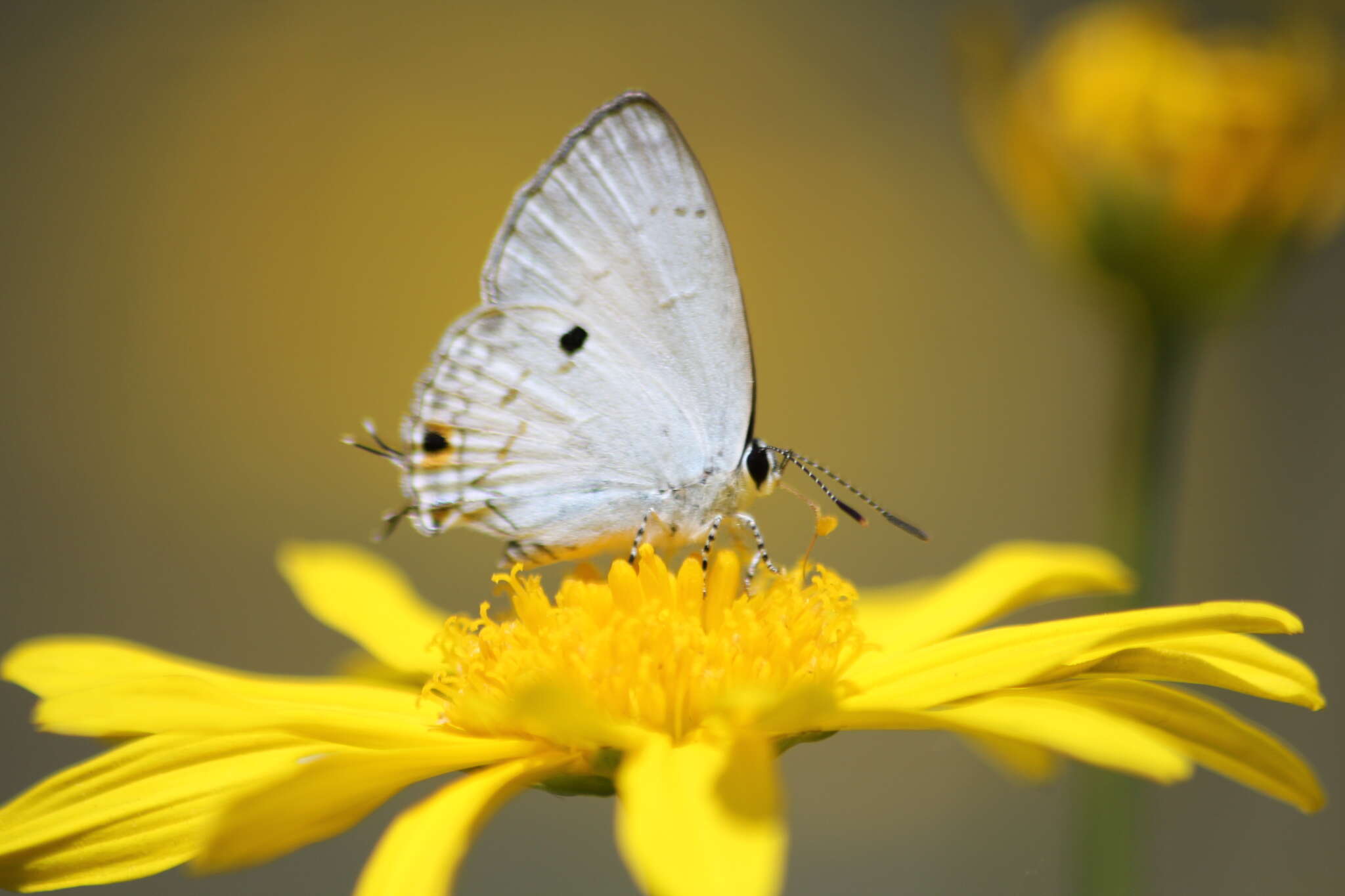 Слика од Hypolycaena ithna Hewitson 1869