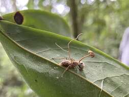 Image of Ophiocordyceps lloydii (H. S. Fawc.) G. H. Sung, J. M. Sung, Hywel-Jones & Spatafora 2007