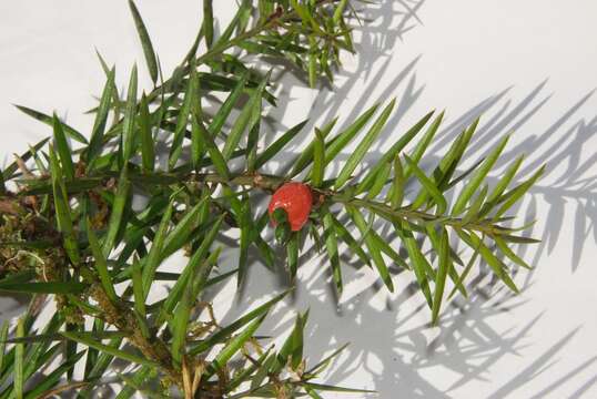 Imagem de Podocarpus totara G. Benn. ex D. Don