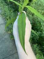 صورة Persicaria setacea (Baldw. ex Ell.) Small