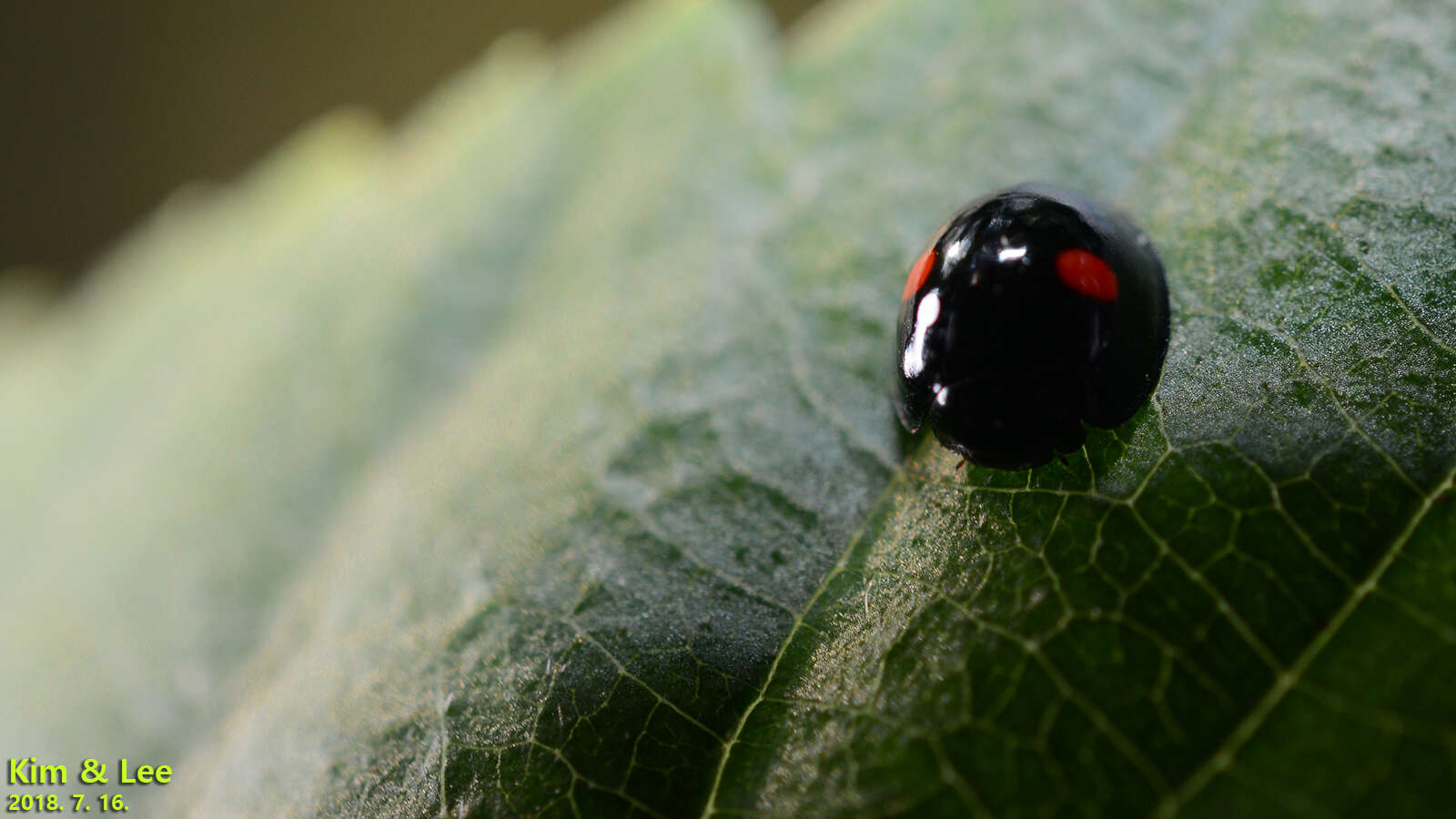 Image of Ladybird beetle