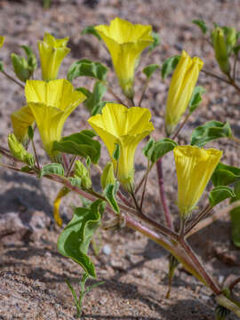 Image of Exodeconus