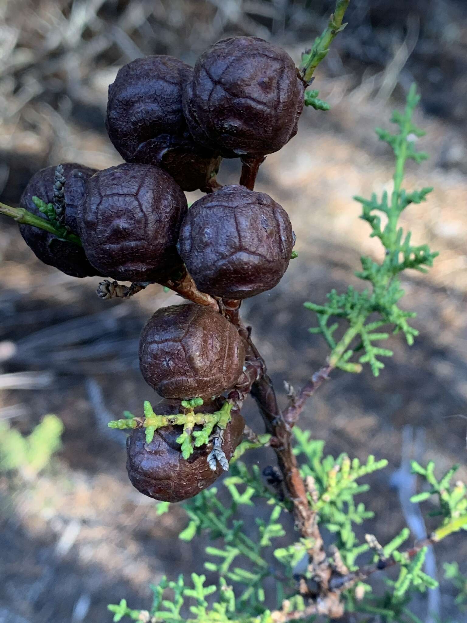 Image of Gowen cypress