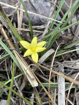 Image of Bristle-Seed Yellow Star-Grass