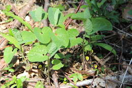 Image of Aristolochia steupii Woronow