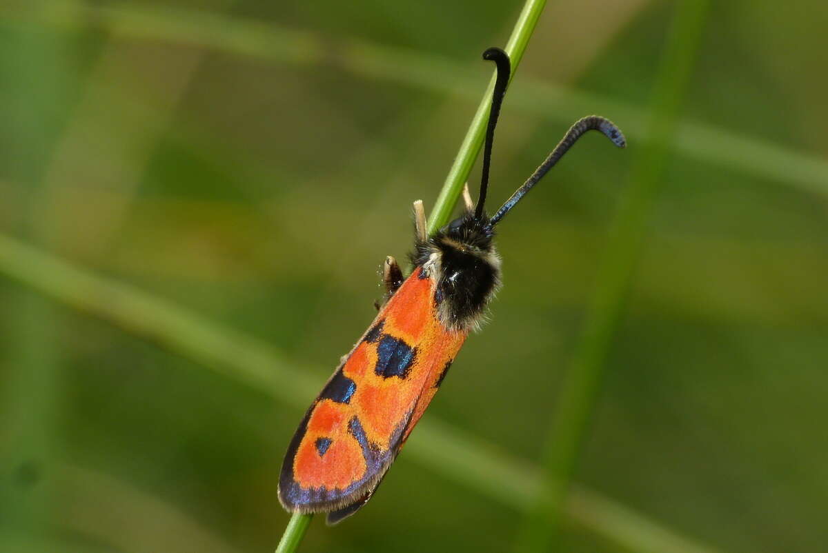 Image of Zygaena hilaris Ochsenheimer 1808