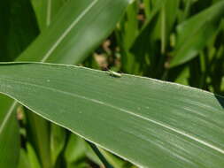 Image of Rice Leaf Bug