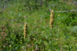 Image of Alopecurus pratensis subsp. alpestris (Wahlenb.) Selander