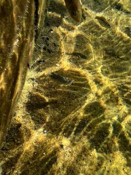 Image of Comanche Springs Pupfish