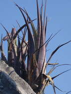 Image of Tillandsia tehuacana I. Ramírez & Carnevali