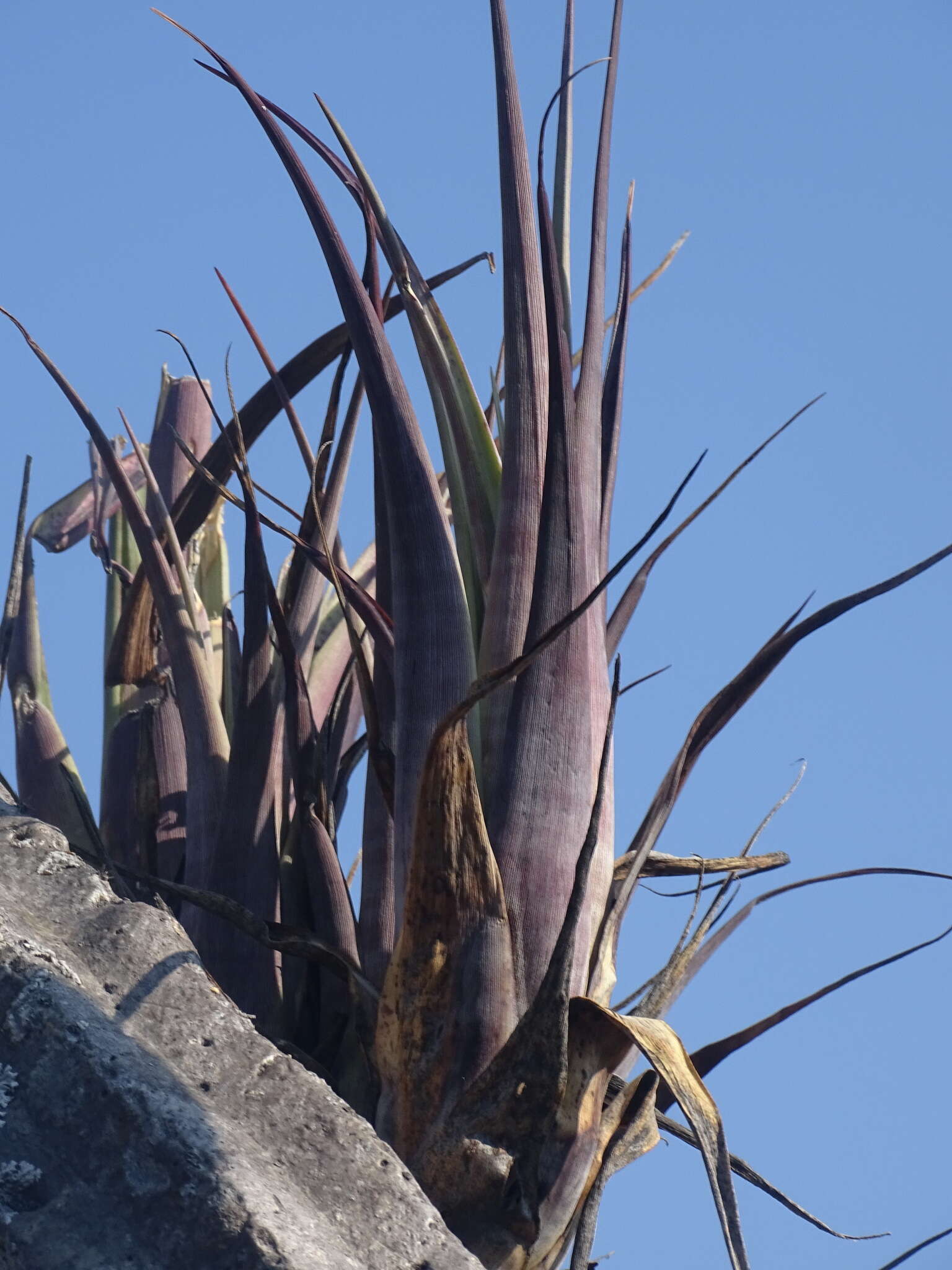 Tillandsia tehuacana I. Ramírez & Carnevali的圖片