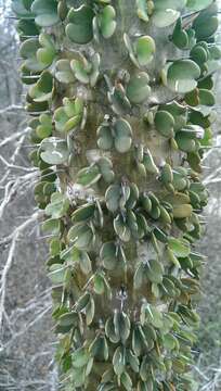 Image of Madagascan ocotillo