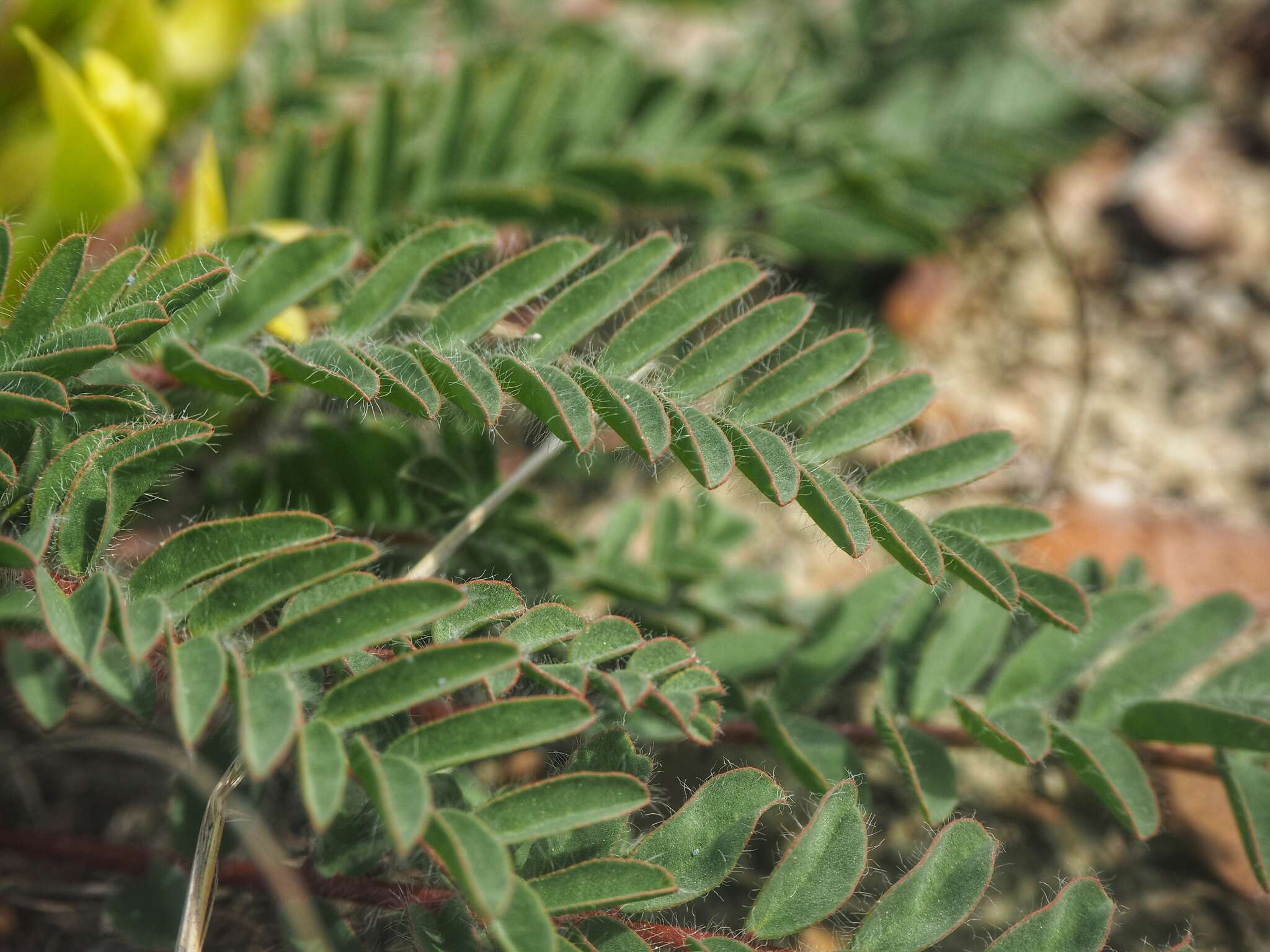 Sivun Astragalus utriger Pall. kuva