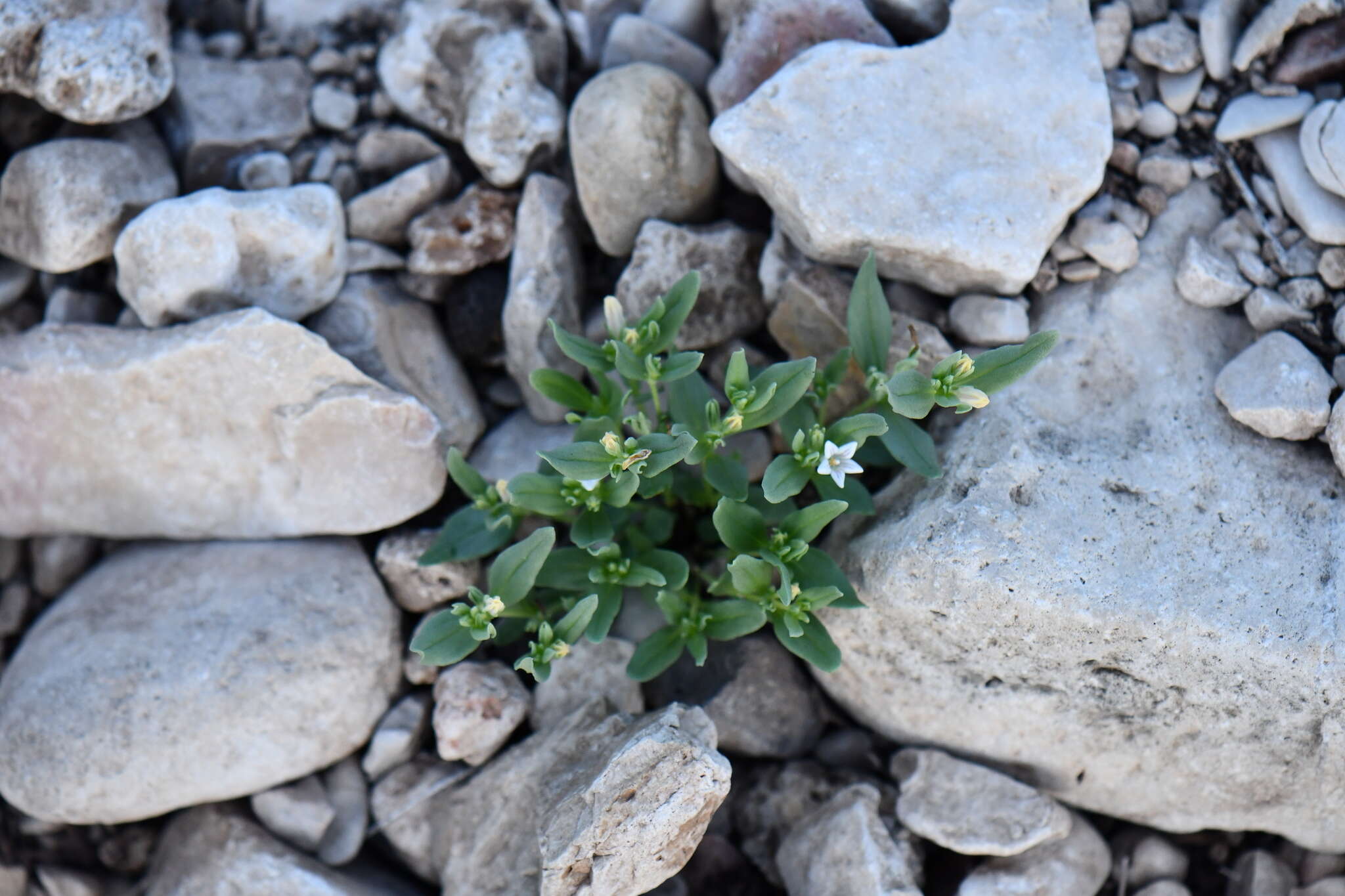 Imagem de Spigelia hedyotidea A. DC.