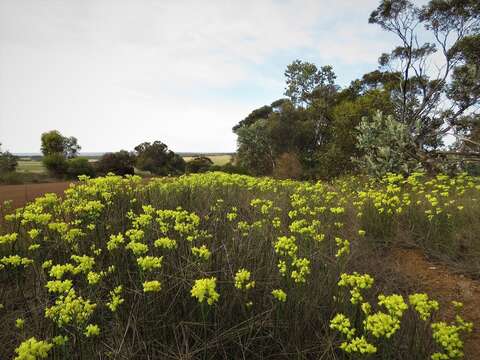 Image of Glischrocaryon flavescens (J. Drumm. ex Hook.) Orchard