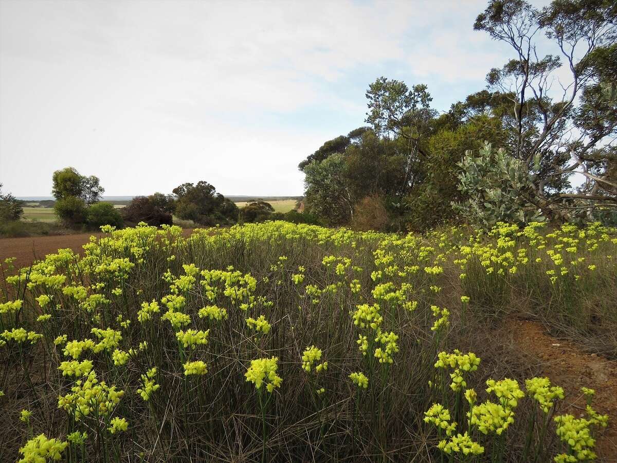 Image of Glischrocaryon flavescens (J. Drumm. ex Hook.) Orchard