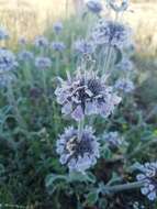 Image of horehound