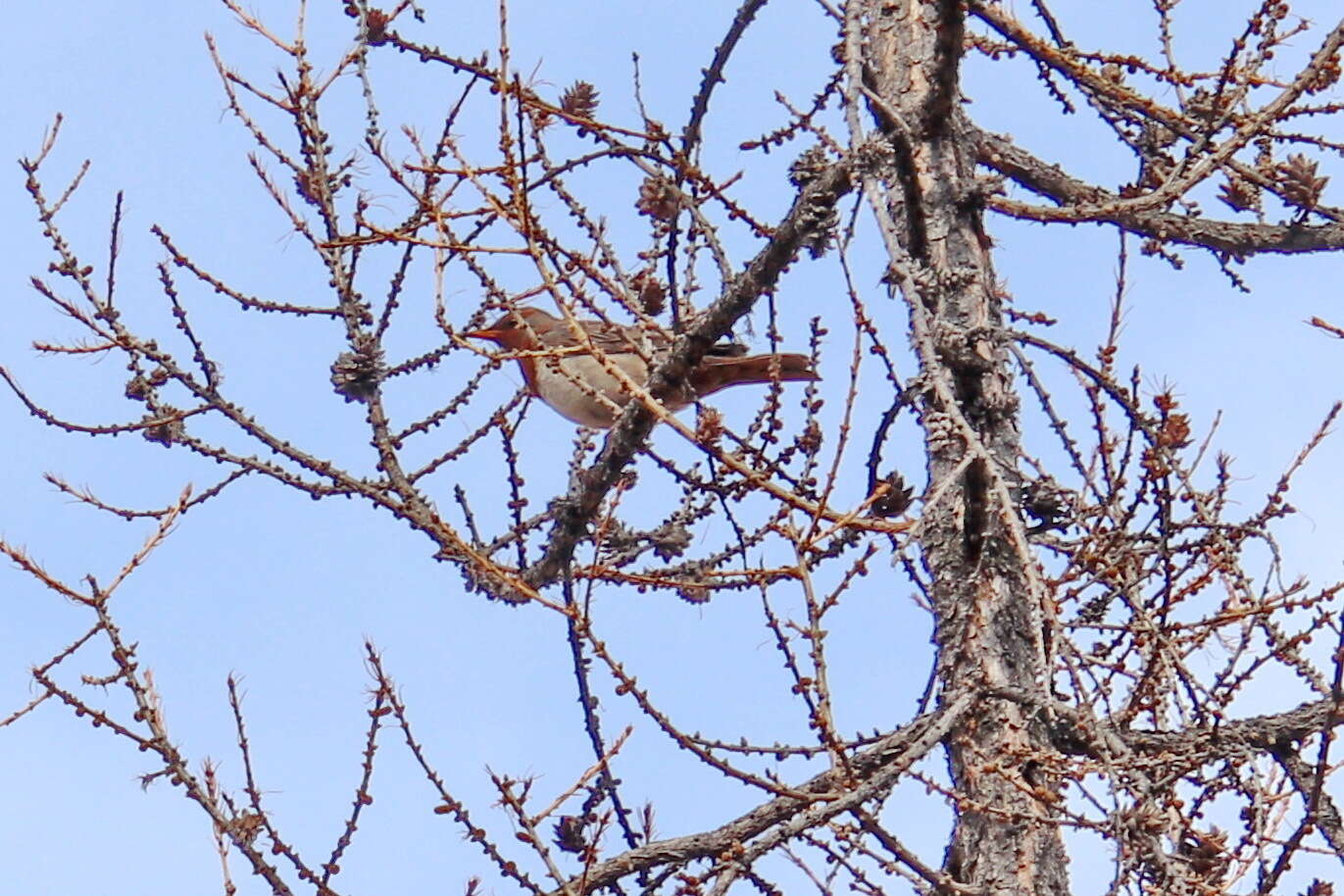 Image of Black-throated Thrush