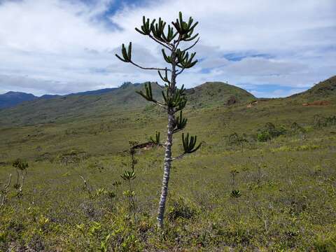 Imagem de Araucaria muelleri (Carrière) Brongn. & Gris