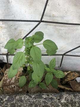 Image de Acalypha mexicana Müll. Arg.