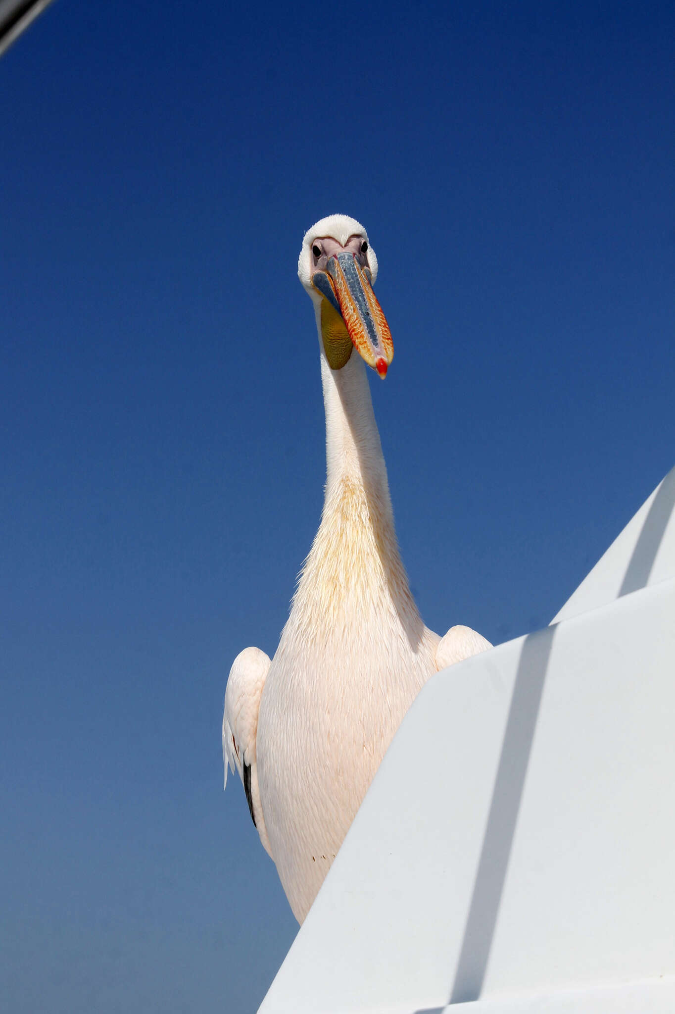 Image of Great White Pelican