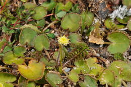 صورة Leptinella squalida subsp. mediana (D. Lloyd) D. G. Lloyd & C. J. Webb