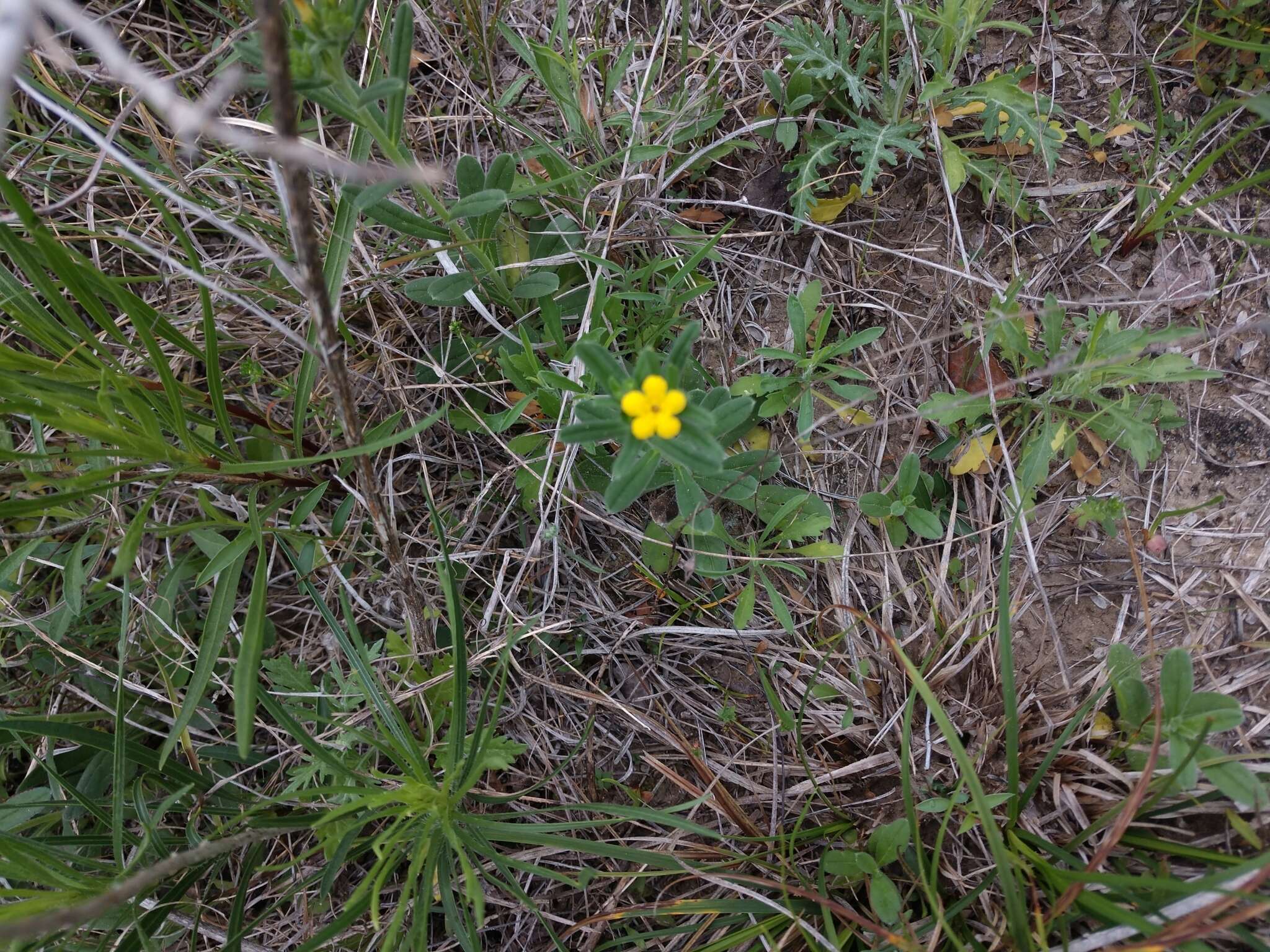 Image of San Antonio stoneseed