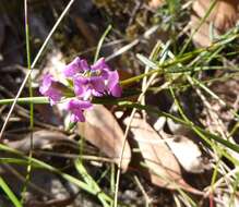 Image of Heath Mirbelia