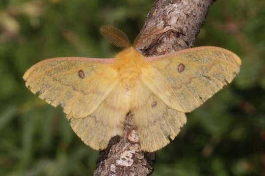 Image of Saturnia subgen. Perisomena Walker 1855