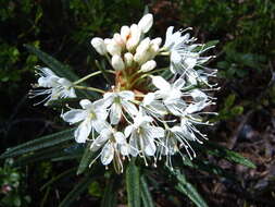 Imagem de Rhododendron tomentosum (Stokes) Harmaja