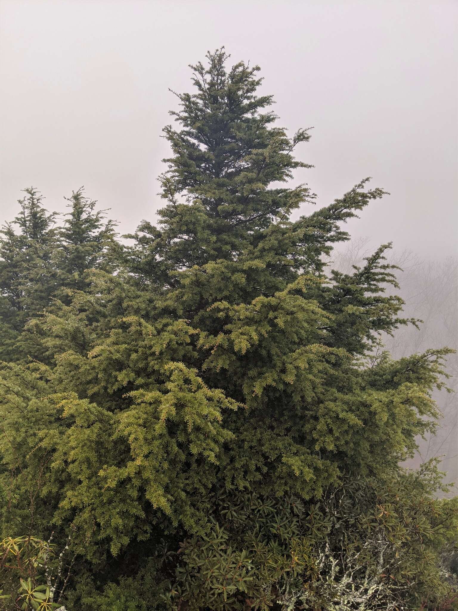 Image of Carolina Hemlock