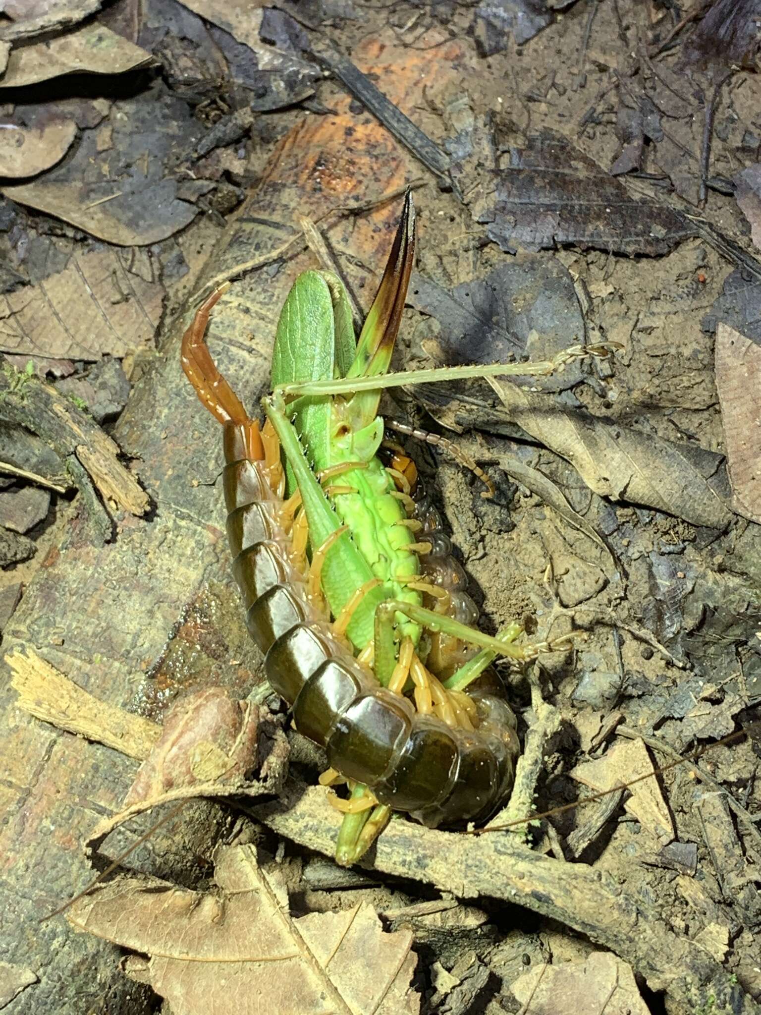 Image of Scolopendra hermosa Chamberlin 1941