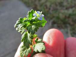 Image of Grey Field-speedwell