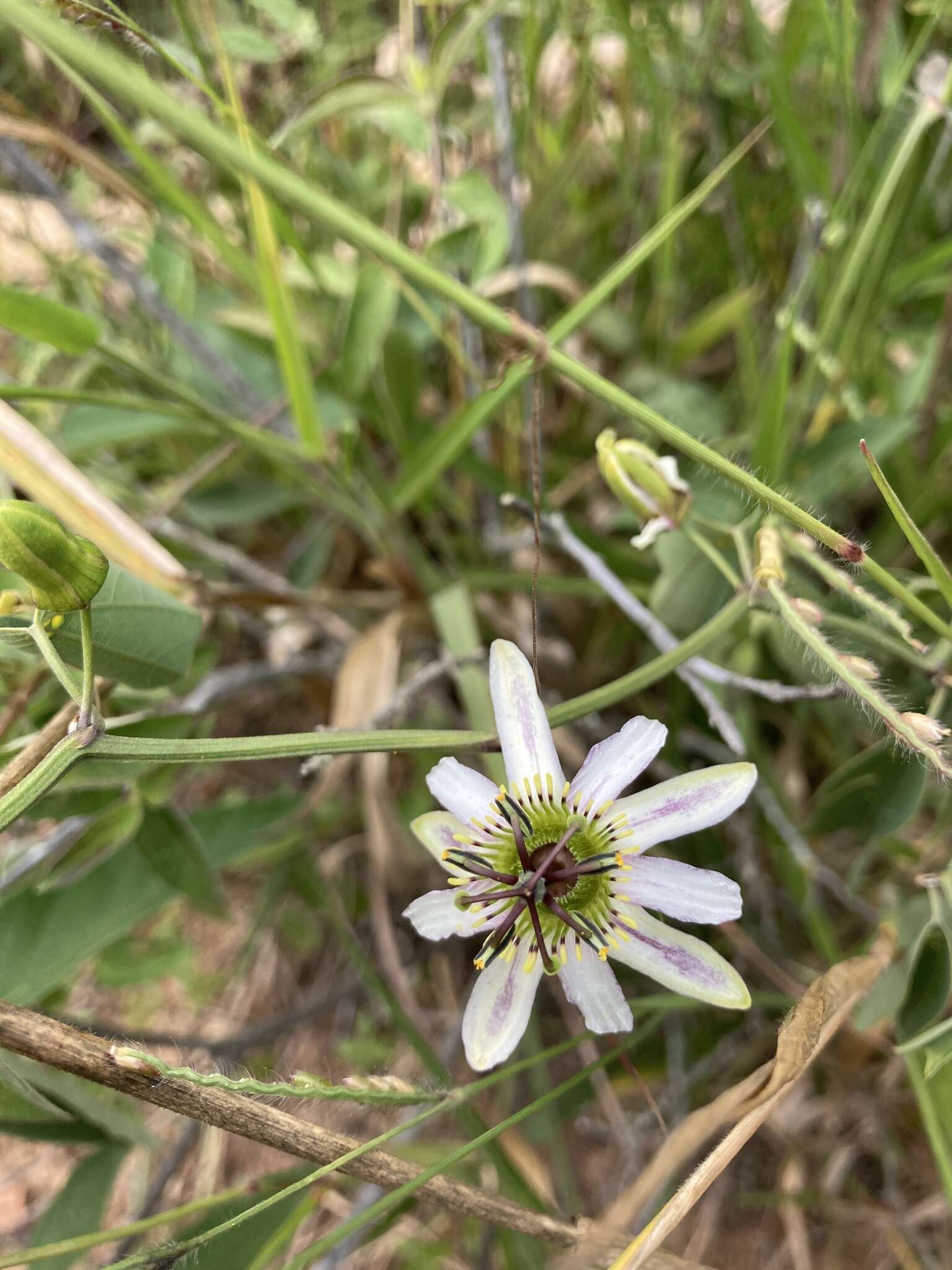 Image of Passiflora cuneata Willd.