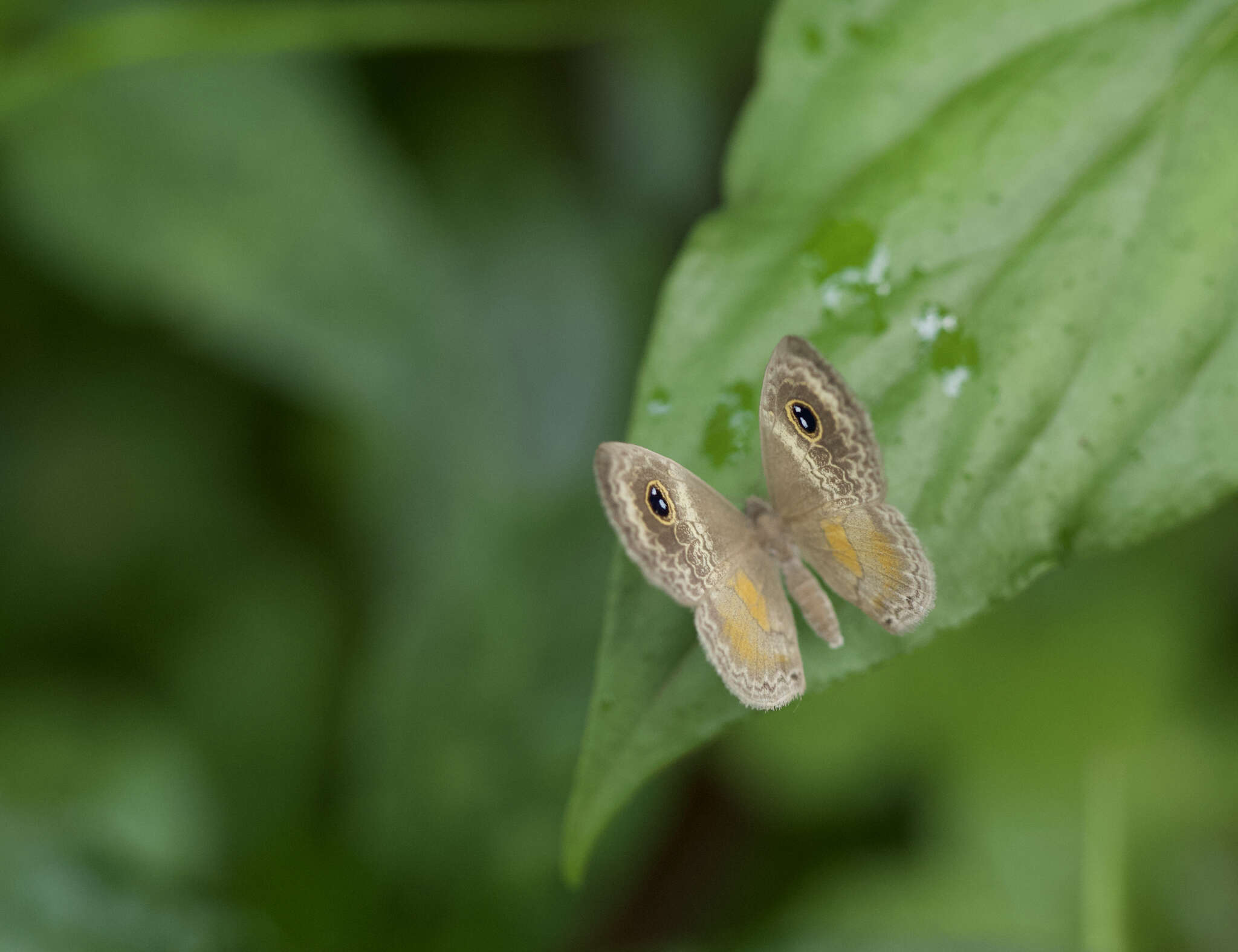 Plancia ëd Perophthalma tullius Fabricius 1787