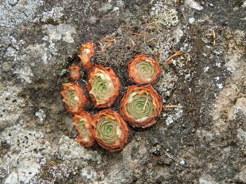 Image of Aeonium aizoon (Bolle) T. H. M. Mes