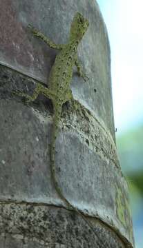 Image of Philippine FlyingDragon