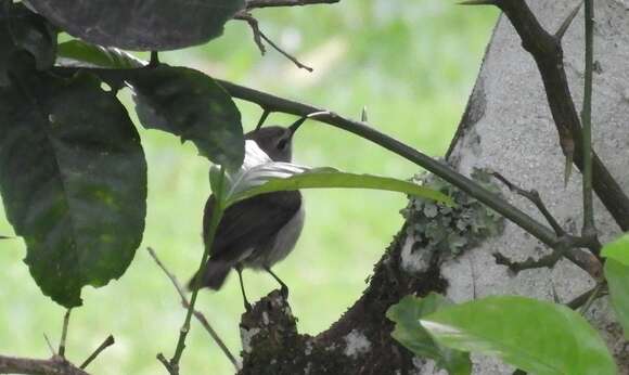 Image of Norfolk Gerygone