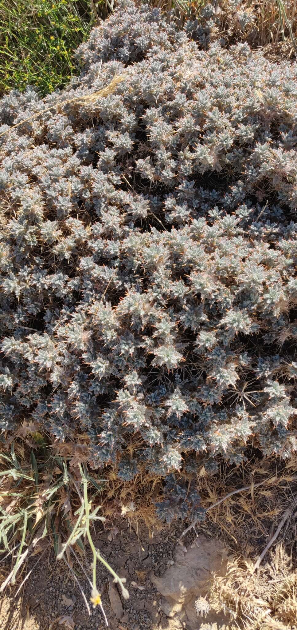 Imagem de Astragalus cruentiflorus Boiss.