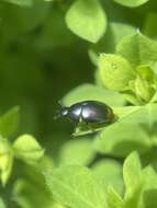 Image of Dung beetle