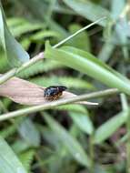 Imagem de Pachyanthidium bouyssoui (Vachal 1903)