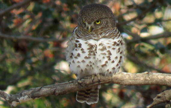 Image of Glaucidium capense ngamiense (Roberts 1932)