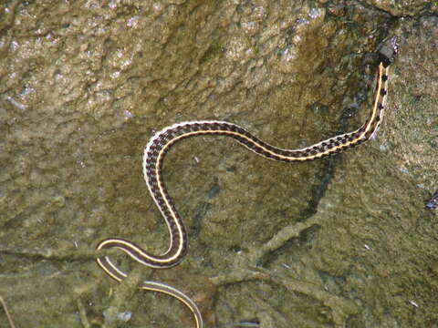 Image of Thamnophis cyrtopsis cyrtopsis (Kennicott 1860)