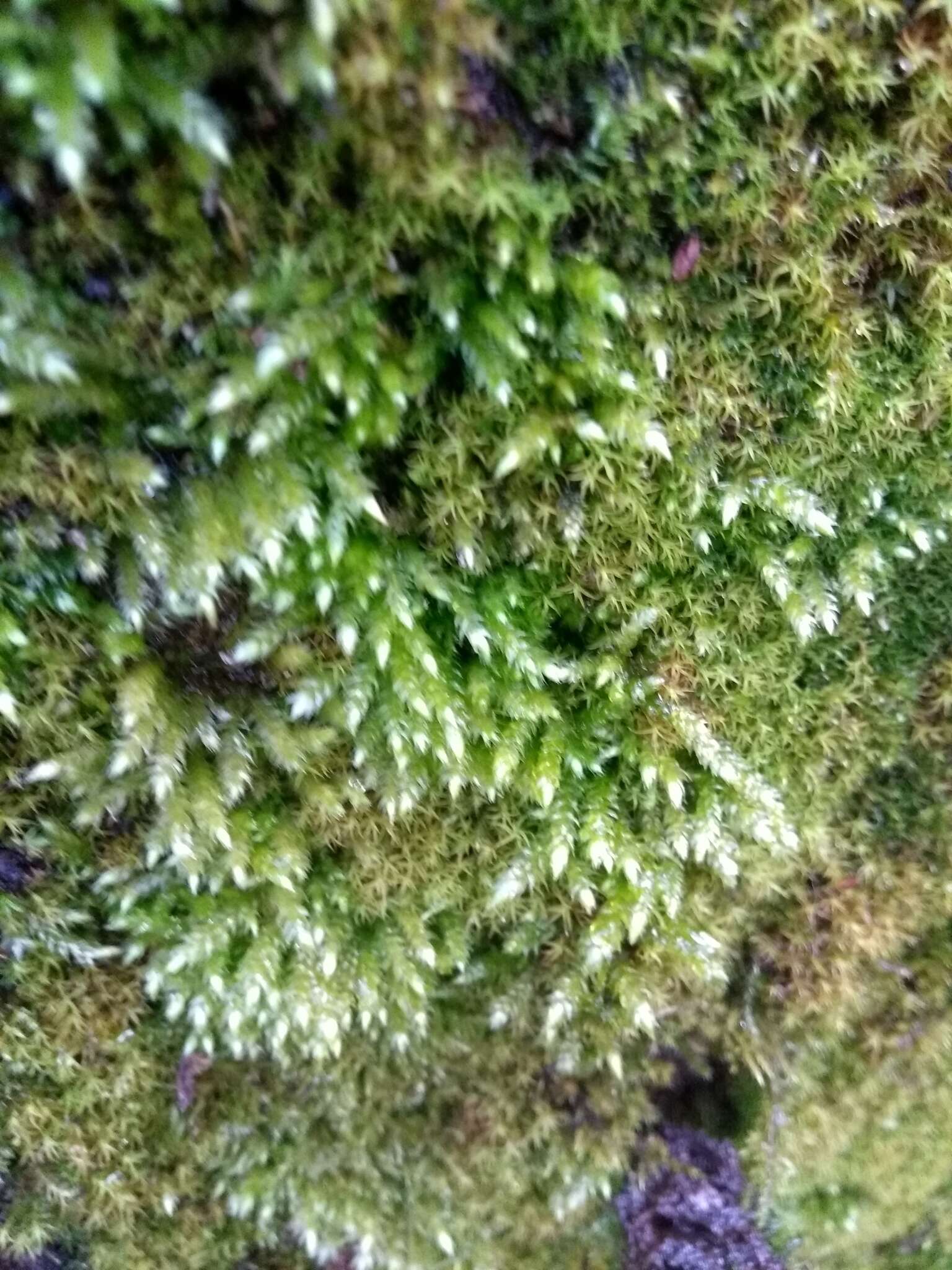 Image of rough-stalked feather-moss