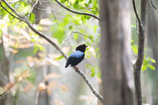 Image of Blue-backed Manakin