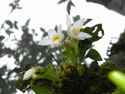 Image of Coelogyne nervosa A. Rich.