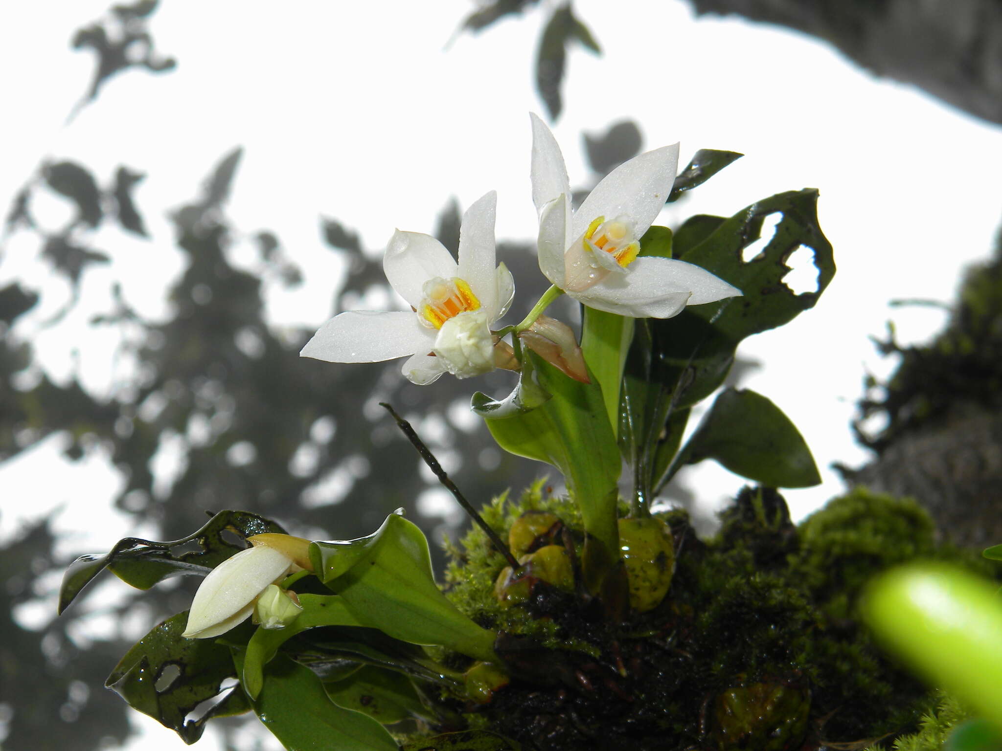 Image of Coelogyne nervosa A. Rich.