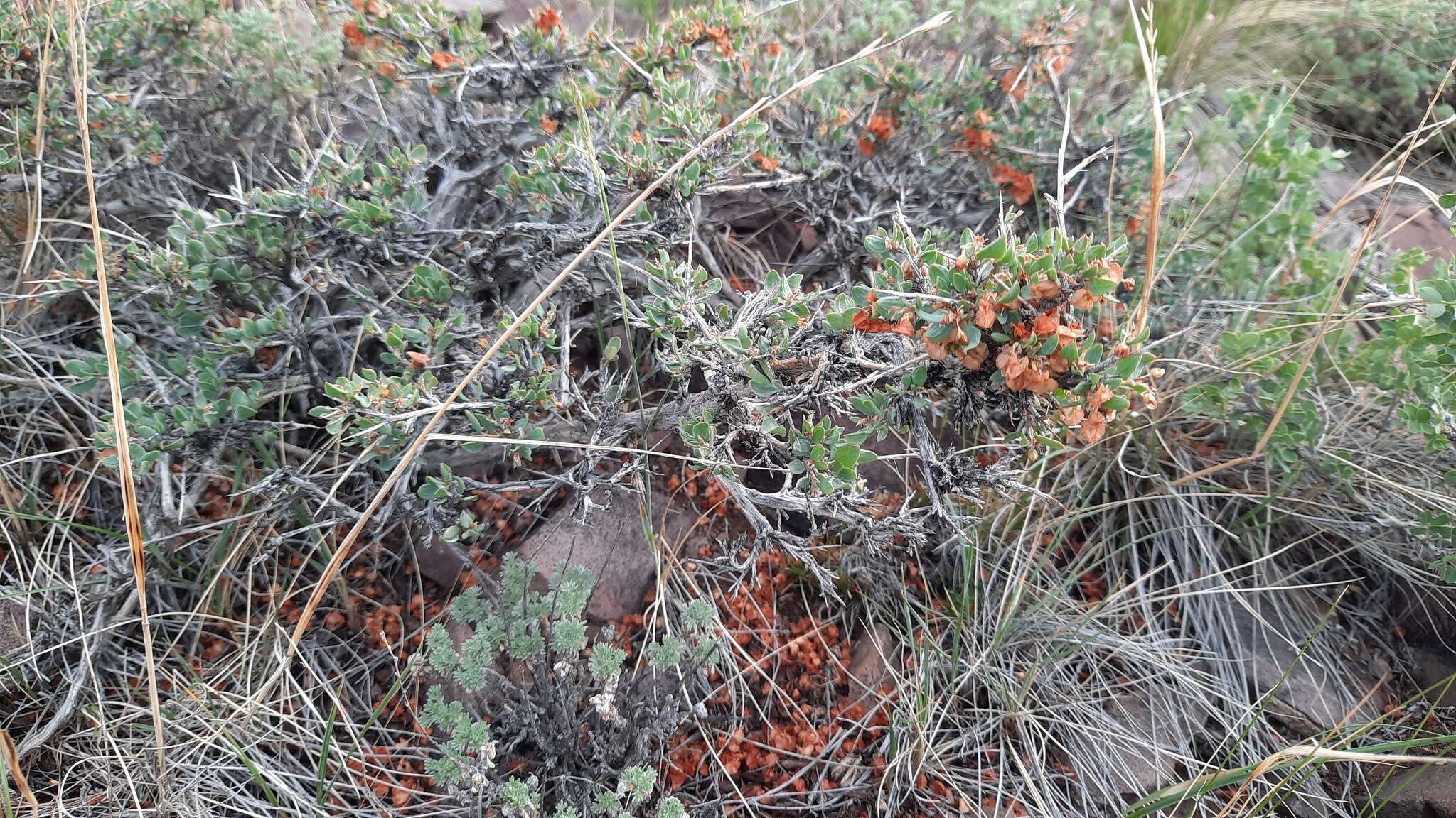 Image of Atraphaxis pungens (M. Bieb.) Jaub. & Spach