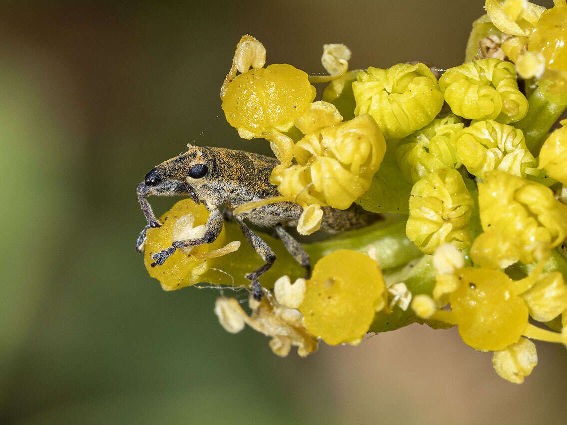 Слика од Lixus brevirostris Boheman 1836